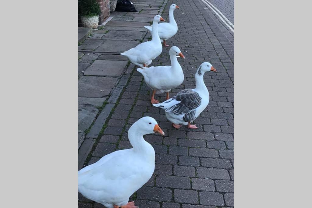 Belle View Cottage Bewdley Dış mekan fotoğraf