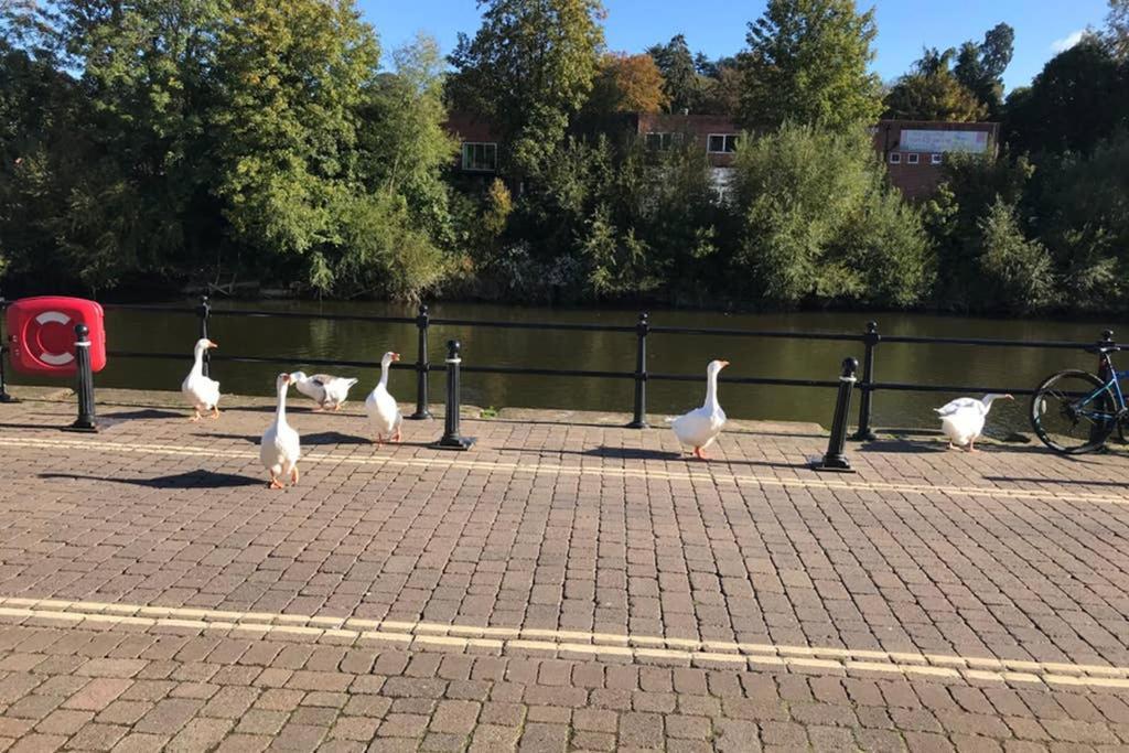 Belle View Cottage Bewdley Dış mekan fotoğraf